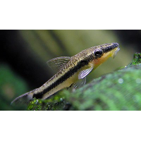 Otocinclus Affinis 3cm